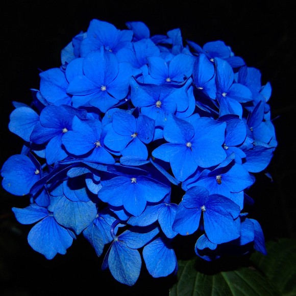 blueflowers2040